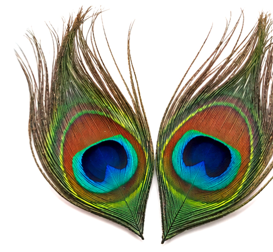10 Pieces - Full Eye Trimmed Natural Iridescent Green Peacock Tail Feathers