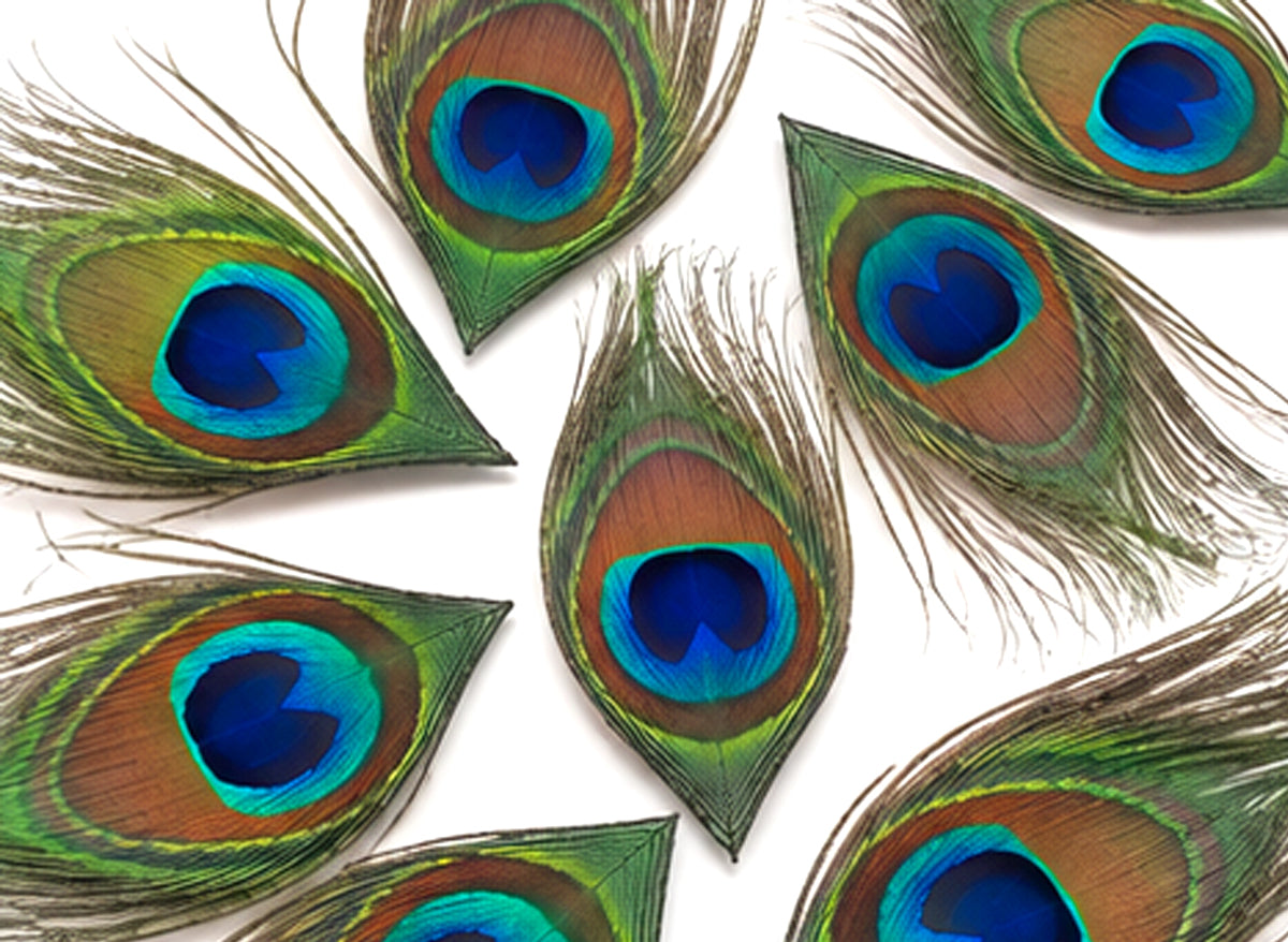 10 Pieces - Full Eye Trimmed Natural Iridescent Green Peacock Tail Feathers