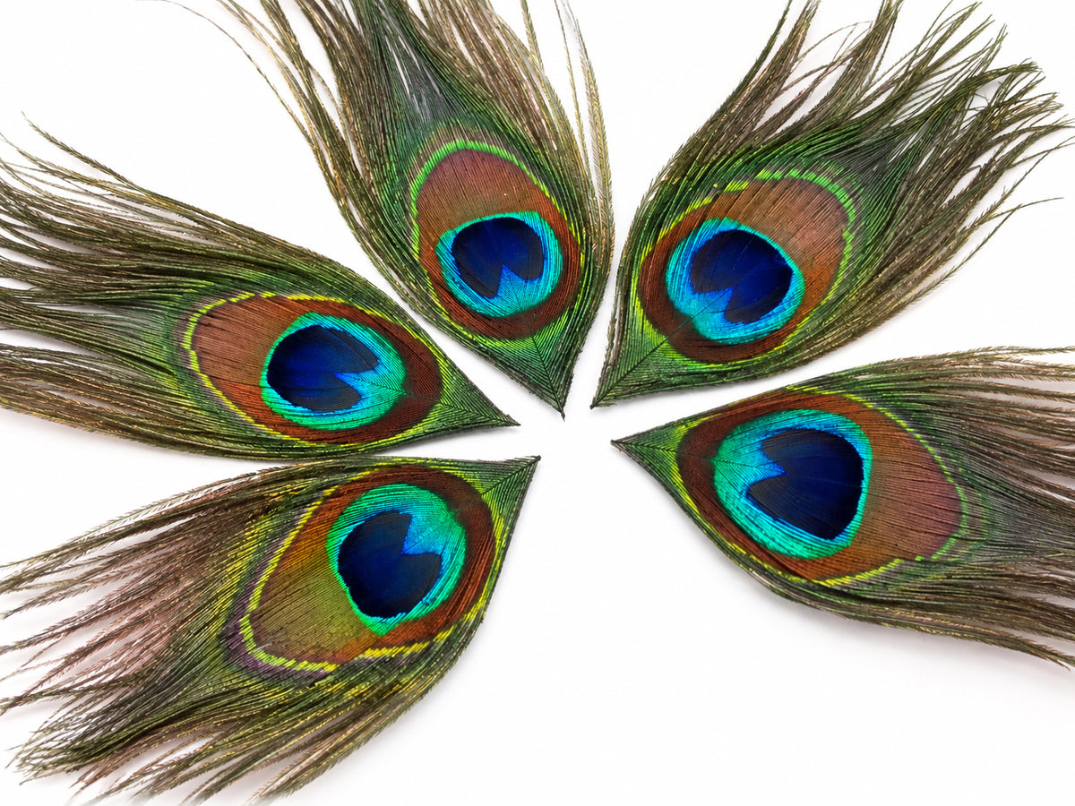 10 Pieces - Full Eye Trimmed Natural Iridescent Green Peacock Tail Feathers