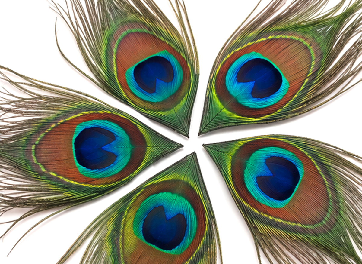 10 Pieces - Full Eye Trimmed Natural Iridescent Green Peacock Tail Feathers