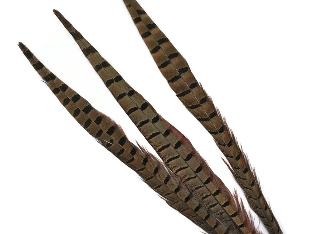 10 Pieces - 10-12" Natural Brown Ringneck Pheasant Tail Feathers