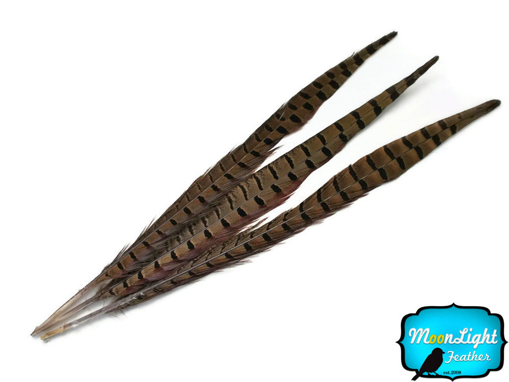 50 Pieces - 8-10" Natural Ringneck Pheasant Tail Wholesale Feathers (Bulk)