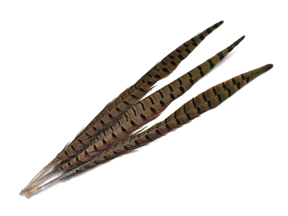 50 Pieces - 10-12" Natural Brown Ringneck Pheasant Tail Wholesale Feathers (Bulk)