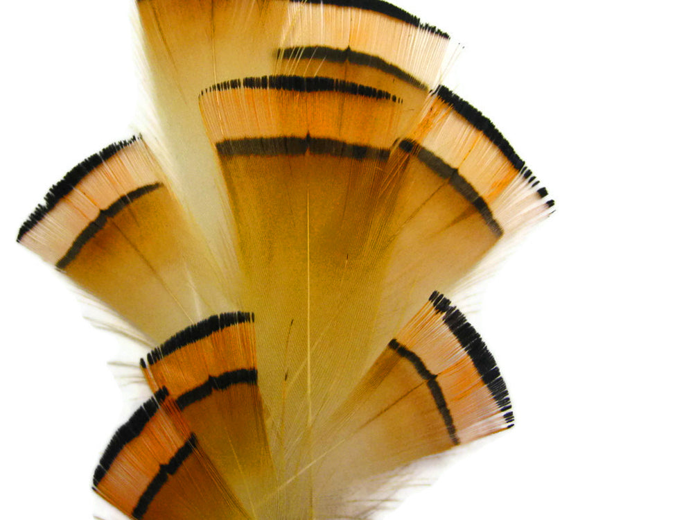 1 Dozen - Natural Orange Golden Pheasant Tippet Neck Plumage Feather