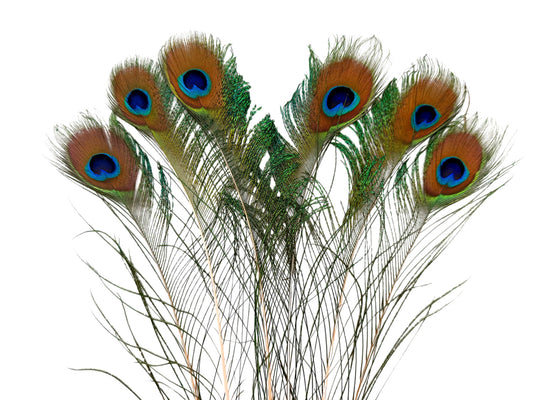 5 Pieces - Natural Iridescent Green Peacock Sword With Eye Unique Feathers