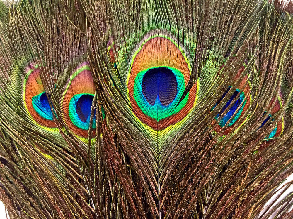 1000 Pieces - 10-12" Natural Iridescent Green Peacock Tail Eye Wholesale Feathers (Bulk)