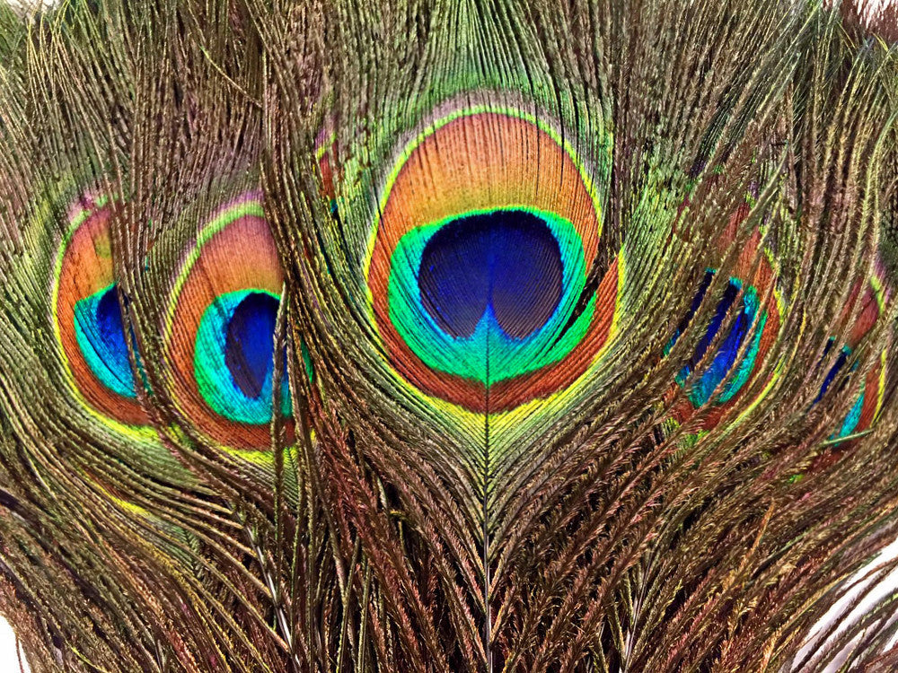 Peacock top Feather