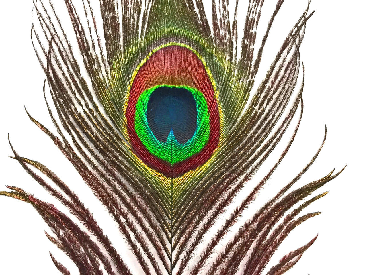 200 Pieces - 10-12" Natural Iridescent Green Peacock Tail Eye Wholesale Feathers (Bulk)