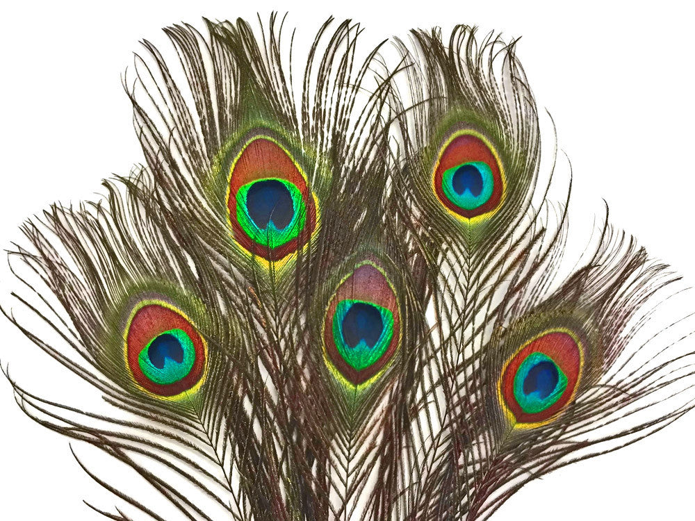 100 Pieces - 10-12" Natural Iridescent Green Peacock Tail Eye Wholesale Feathers (Bulk)