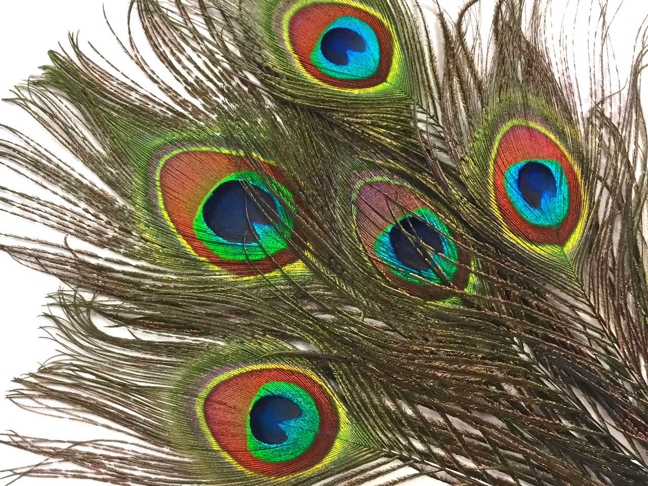 200 Pieces - 10-12" Natural Iridescent Green Peacock Tail Eye Wholesale Feathers (Bulk)