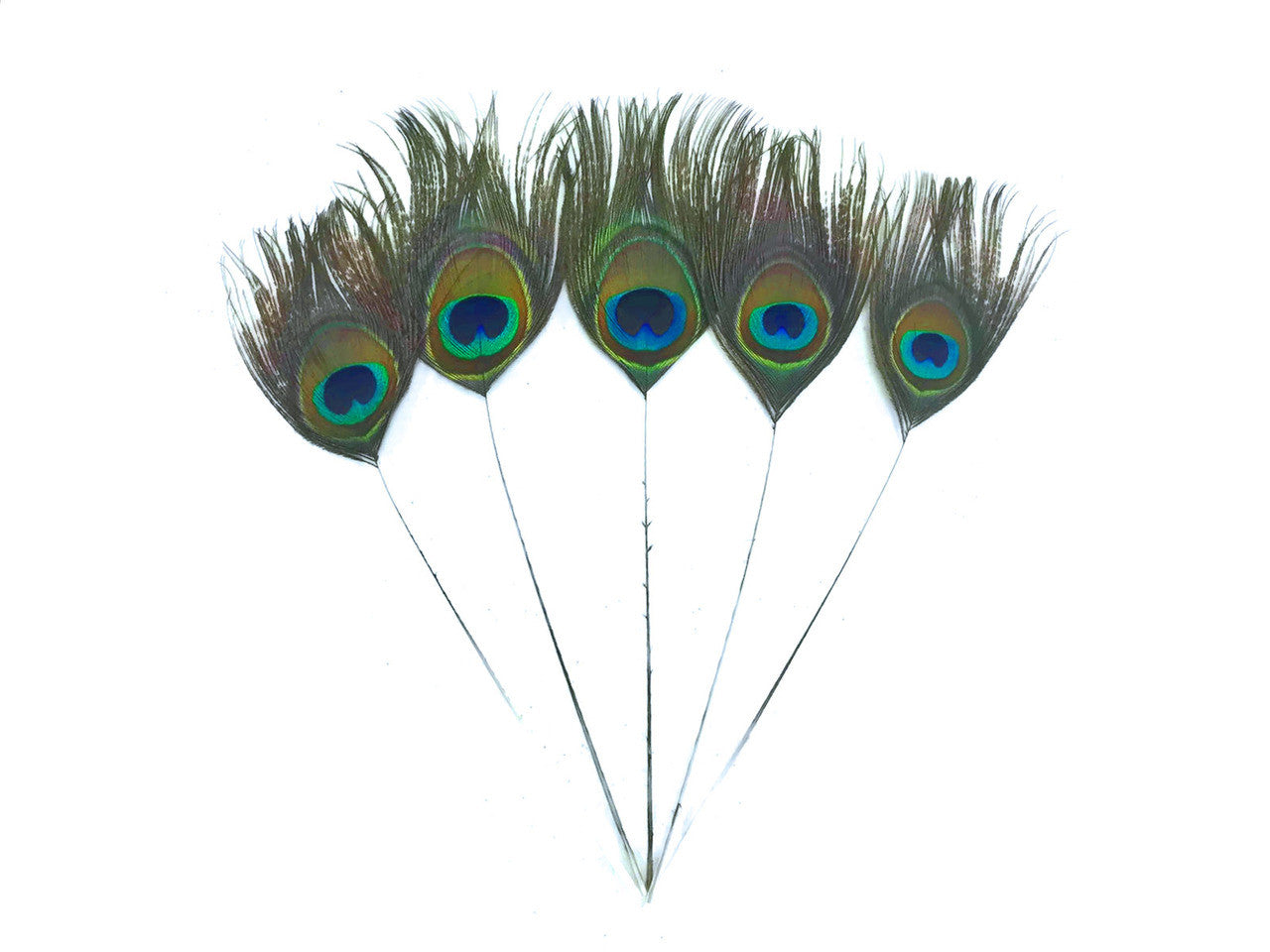 10 Pieces - Stripped Natural Green Peacock Tail Eye Feathers