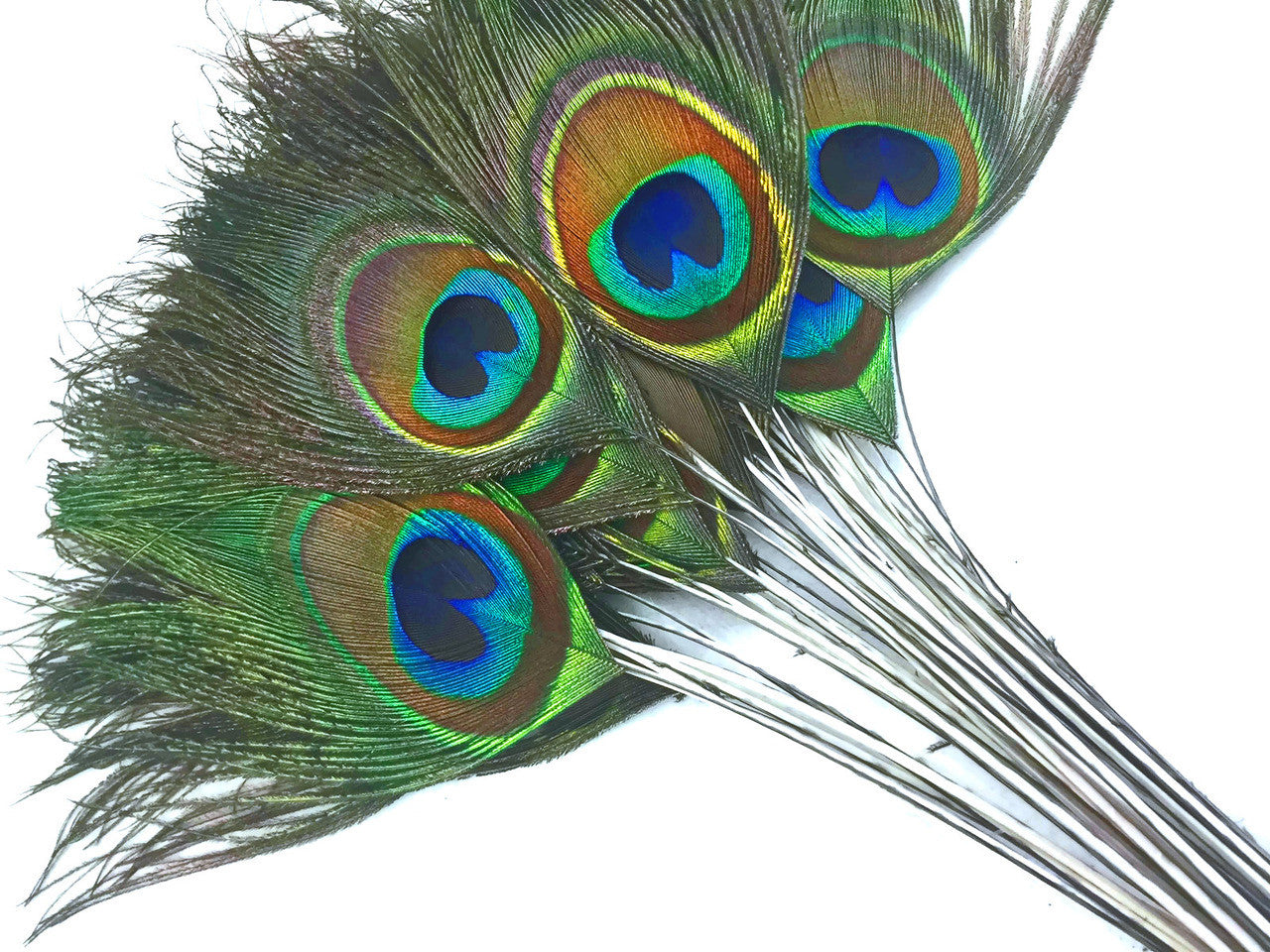 10 Pieces - Stripped Natural Green Peacock Tail Eye Feathers