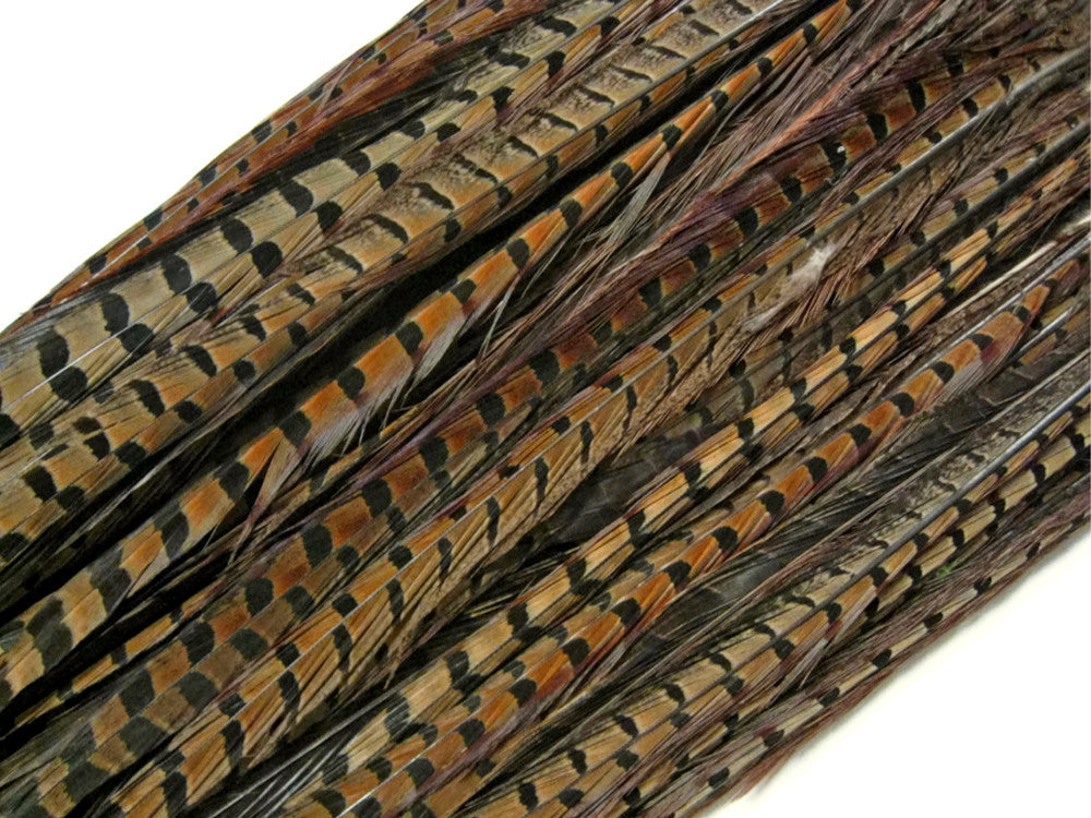 50 Pieces - 10-12" Natural Brown Ringneck Pheasant Tail Wholesale Feathers (Bulk)