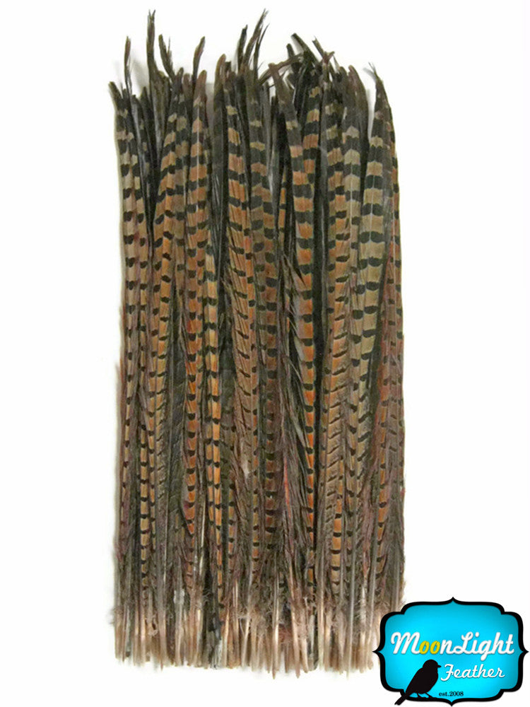 50 Pieces - 20-26" Natural Ringneck Pheasant Tail Wholesale Feathers (Bulk)