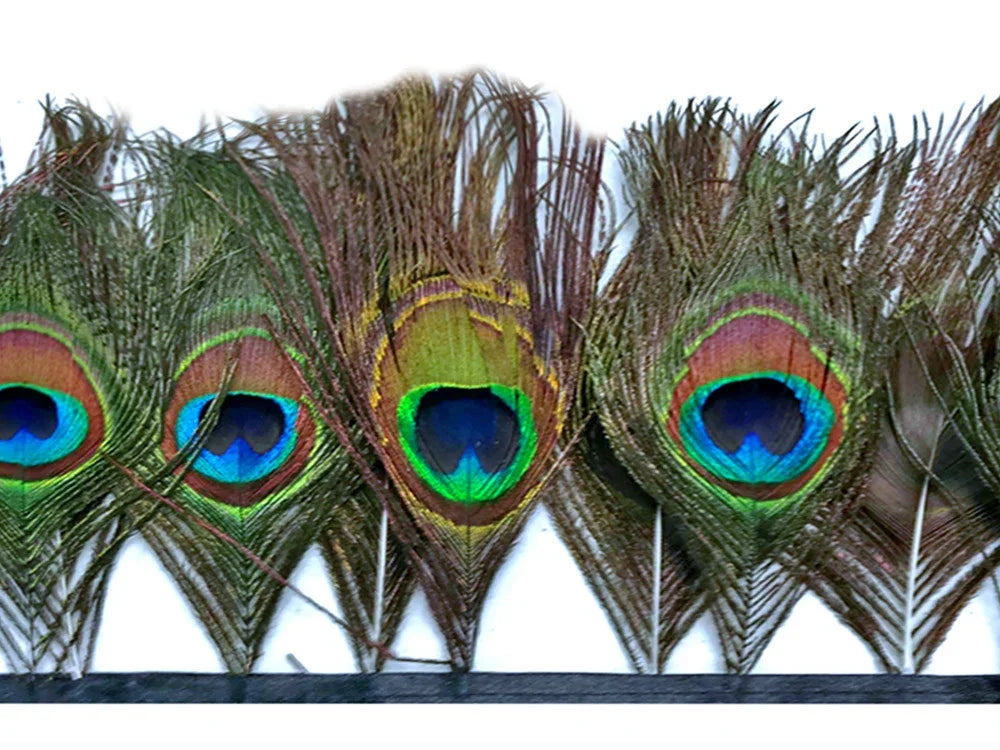 Vibrant peacock feathers with iridescent blue and green eyes for crafts and fashion decor.
