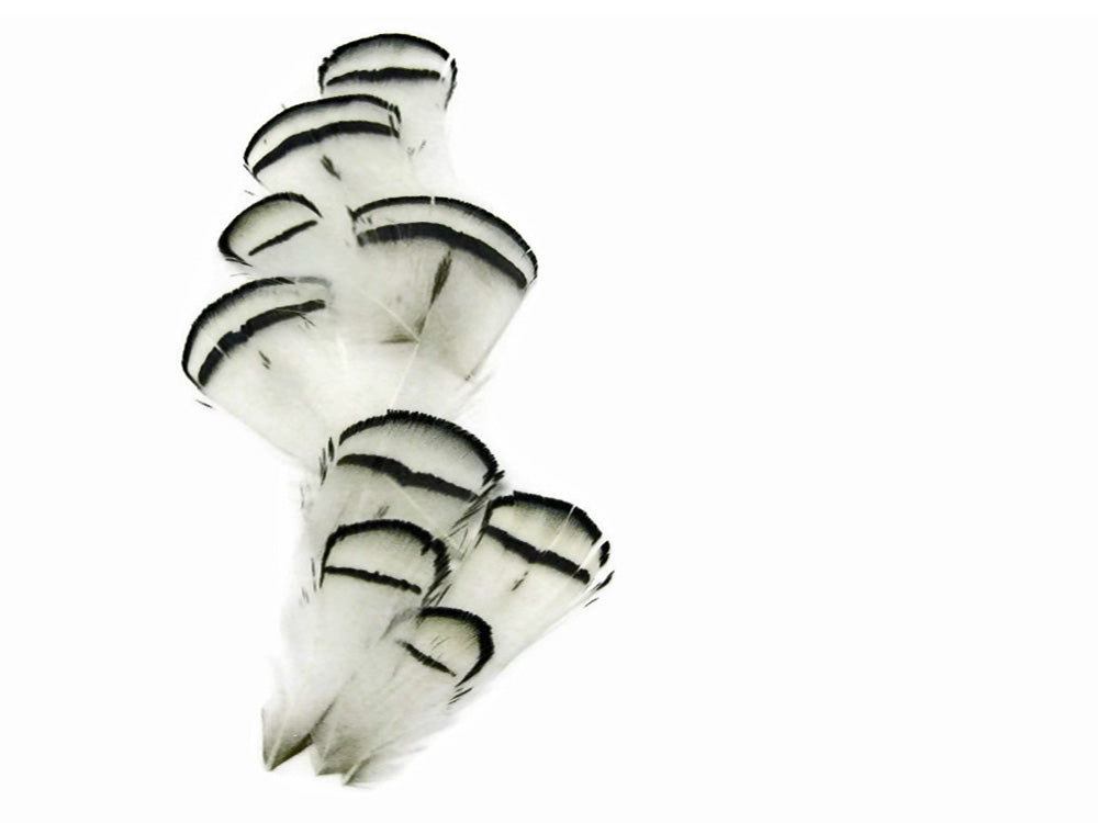 1 Dozen - Natural White Lady Amherst Pheasant Tippet Feathers