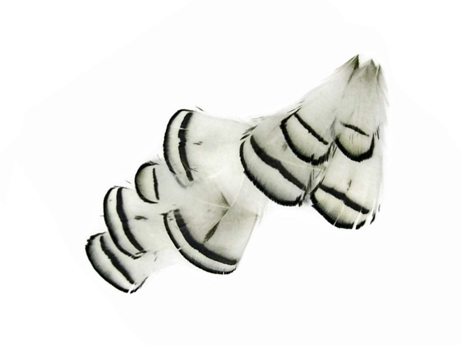 1 Dozen - Natural White Lady Amherst Pheasant Tippet Feathers