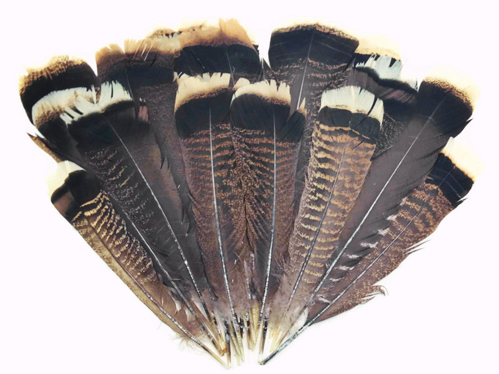 5 Pieces - Natural Merriam Black And Brown Wild Turkey Tail Feathers