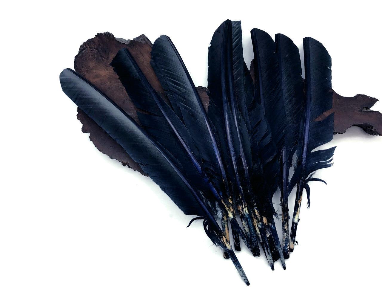 6 Pieces - Navy Blue Turkey Pointers Primary Wing Quill Large Feathers