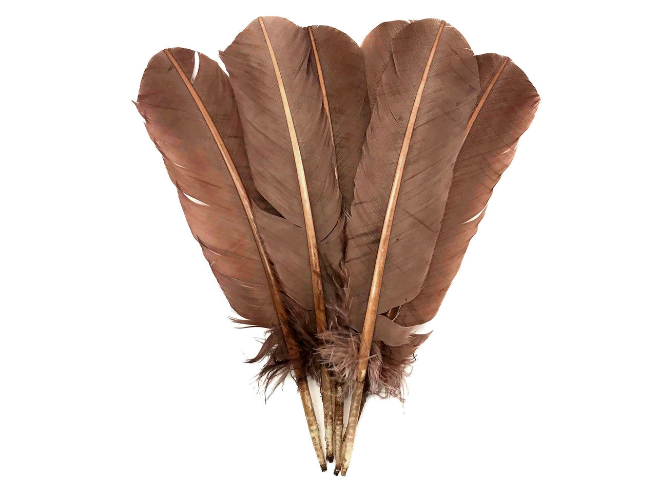 6 Pieces - Light Brown Turkey Rounds Secondary Wing Quill Feathers