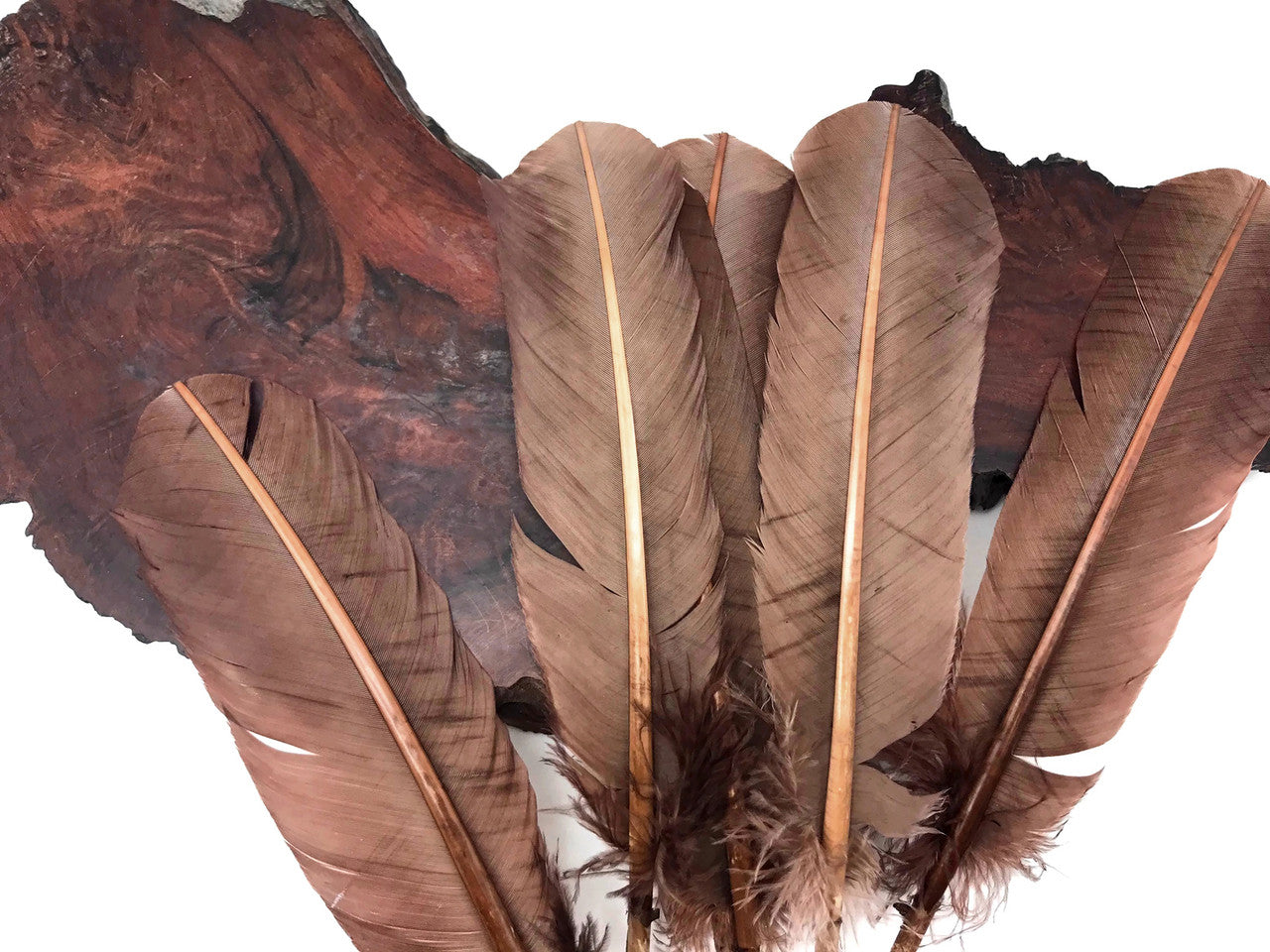 6 Pieces - Light Brown Turkey Rounds Secondary Wing Quill Feathers