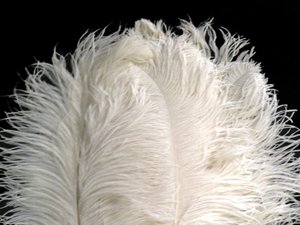 20 Pieces - 18-24" Off White Large Prime Grade Ostrich Wing Plume Centerpiece Feathers