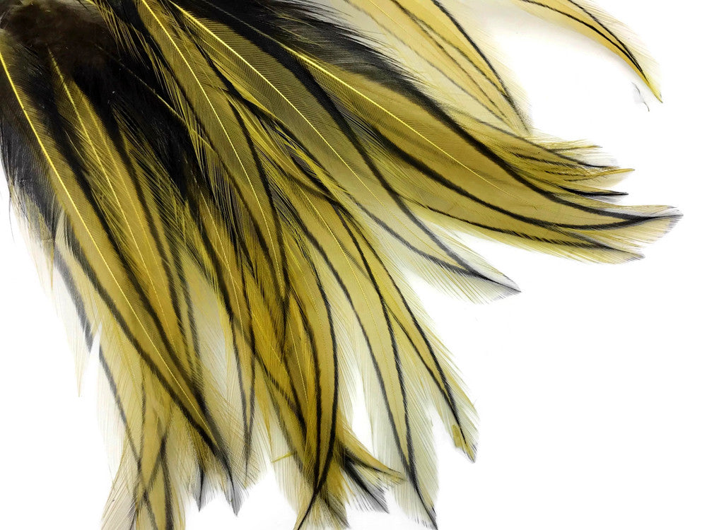 10 Pieces - Golden Olive Dyed BLW Laced Long Rooster Cape Whiting Farms Feathers