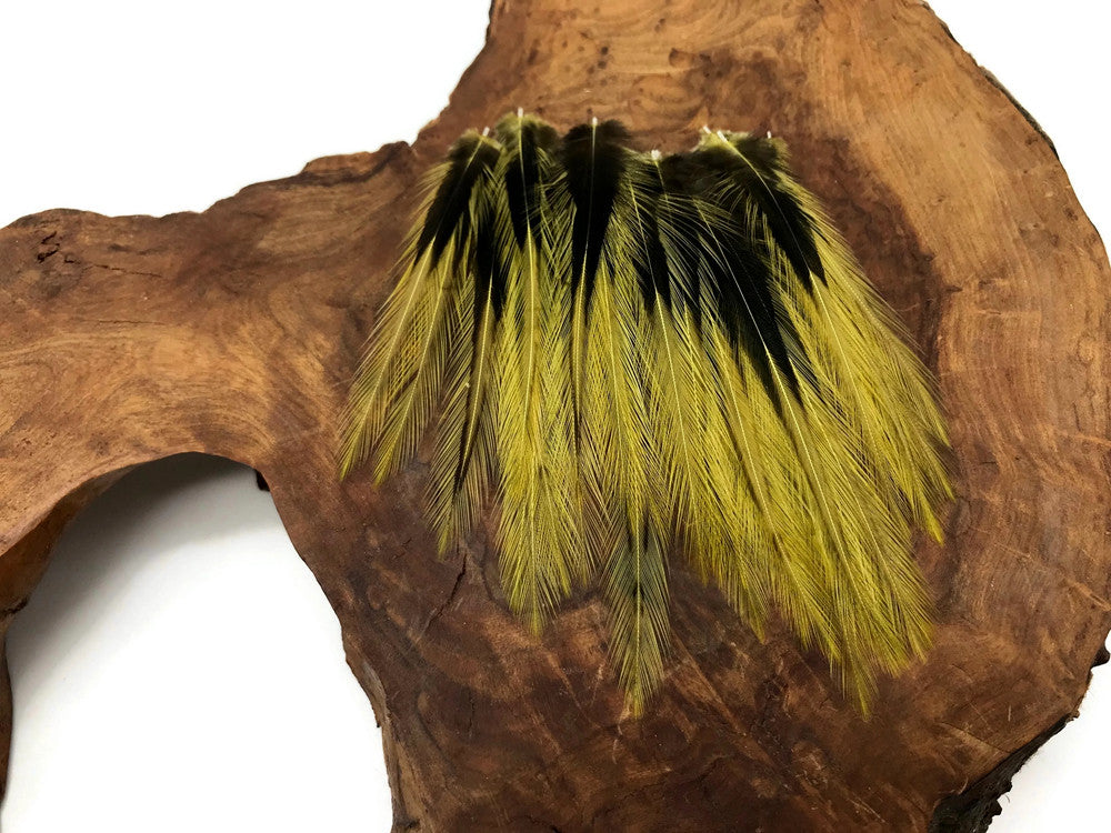 10 Pieces - Golden Olive Dyed BLW Laced Short Rooster Cape Whiting Farms Feathers