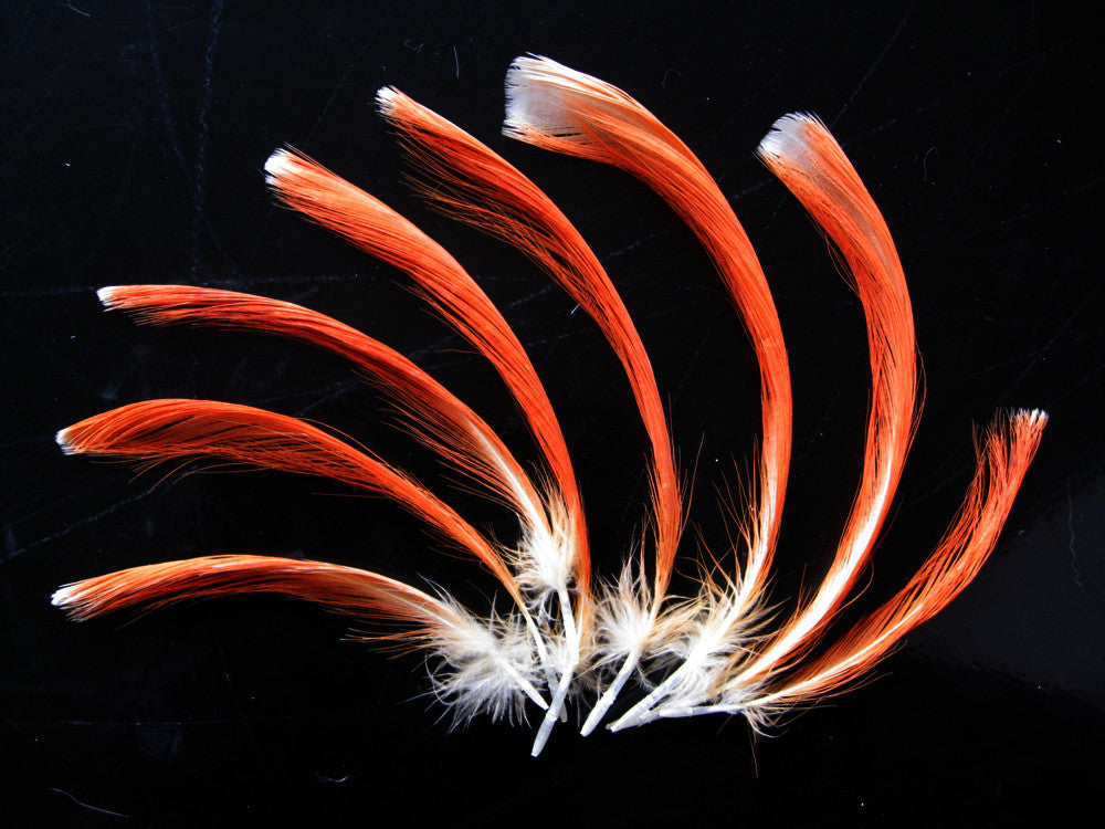 4 Pieces - Orange Moluccan Cockatoo Topknot Crest Feather