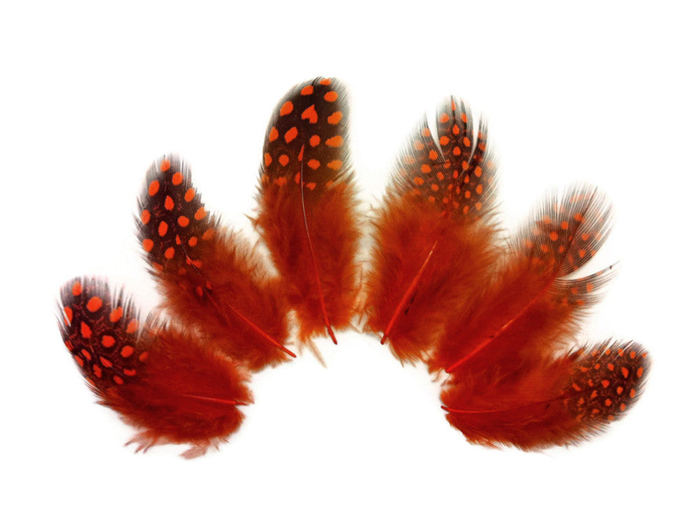 1 Pack - Orange Guinea Hen Polka Dot Plumage Feathers 0.10 Oz.