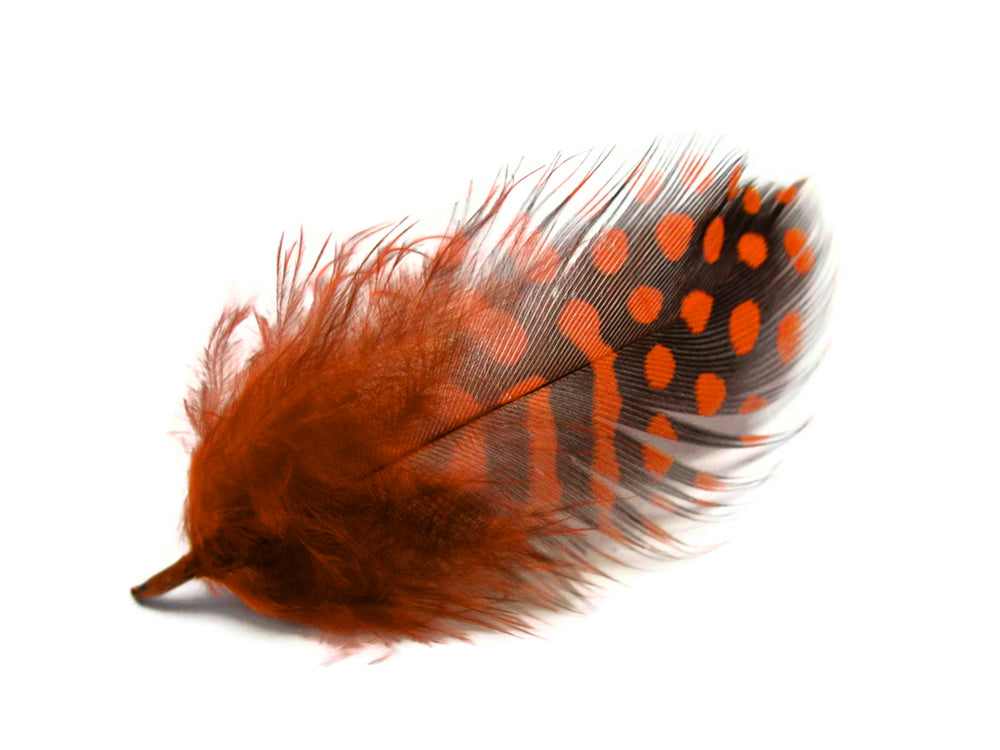 1 Pack - Orange Guinea Hen Polka Dot Plumage Feathers 0.10 Oz.
