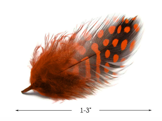 1 Pack - Orange Guinea Hen Polka Dot Plumage Feathers 0.10 Oz.