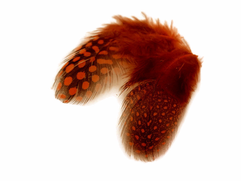 1 Pack - Orange Guinea Hen Polka Dot Plumage Feathers 0.10 Oz.