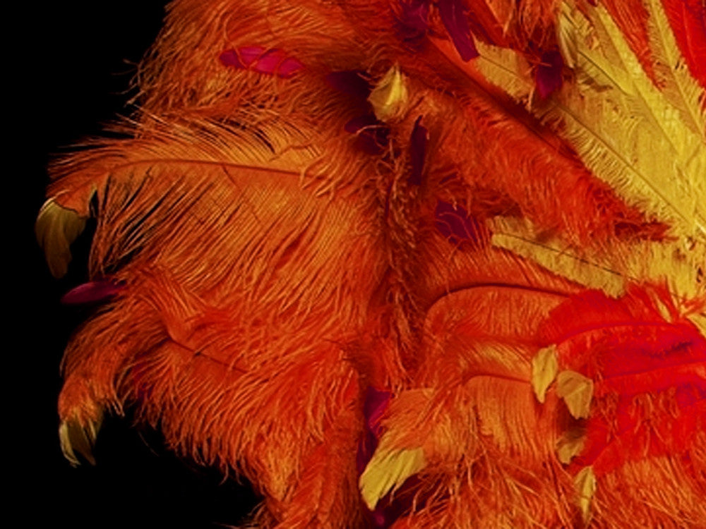 1/2 Lb. - 18-24" Orange Large Ostrich Wing Plume Wholesale Feathers (Bulk)