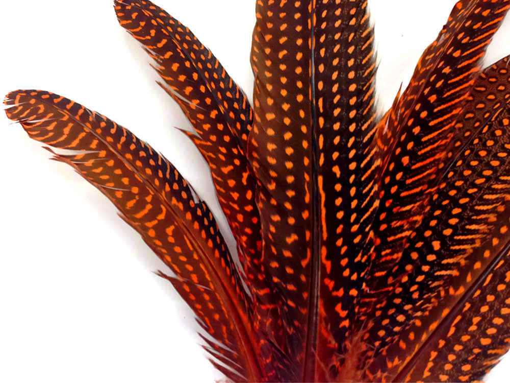 1/8 lb. Orange Polka Dot Guinea Fowl Wing Quills Wholesale Feathers (Bulk)