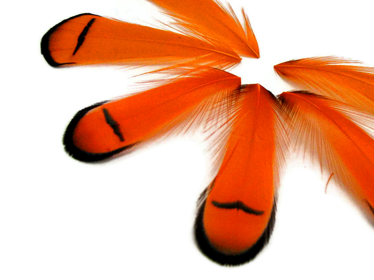 1 Dozen - Dyed Orange Lady Amherst Pheasant Tippet Feather