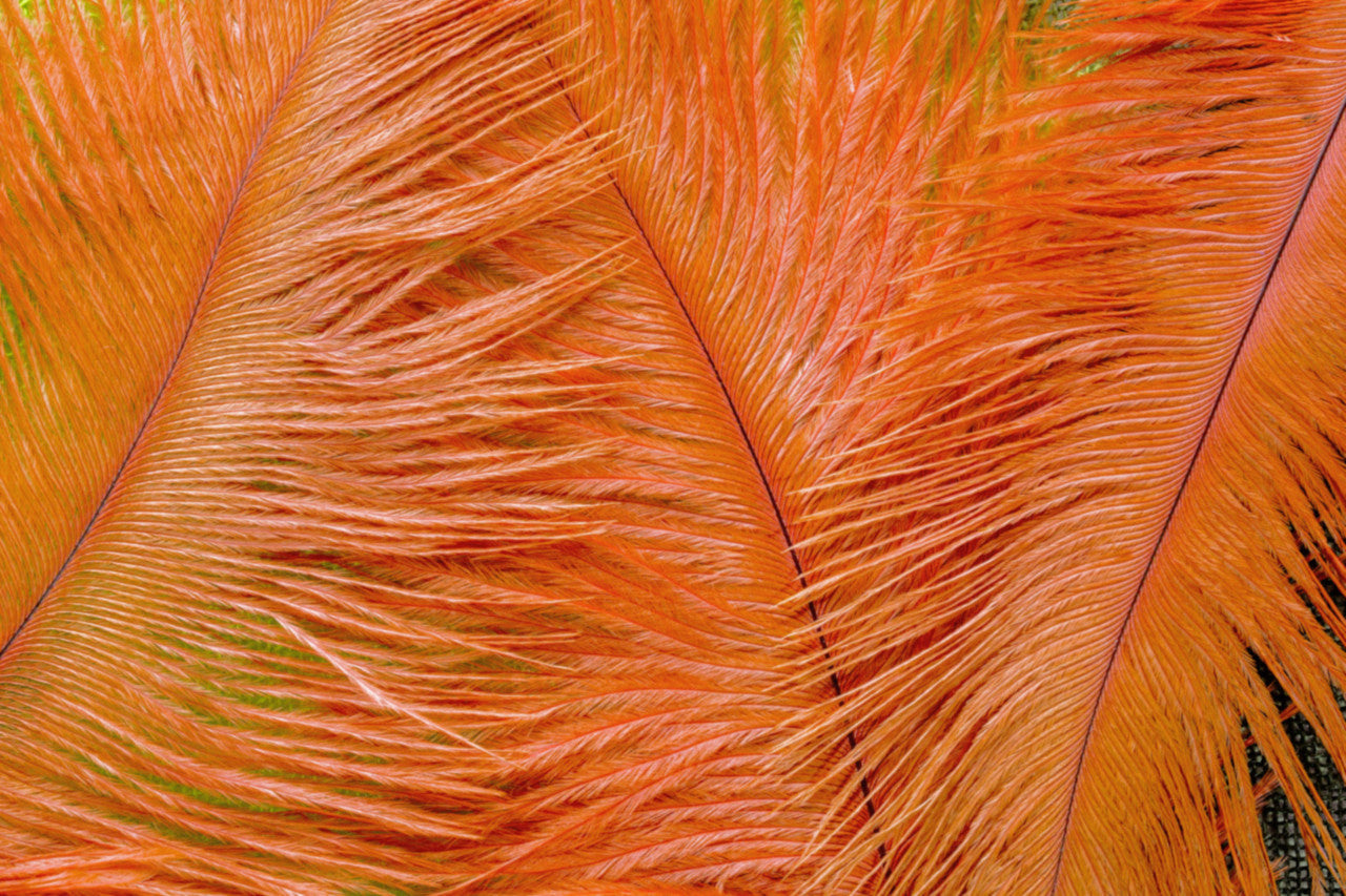 10 Pieces -  12-16" Orange Dyed Ostrich Tail Fancy Feathers