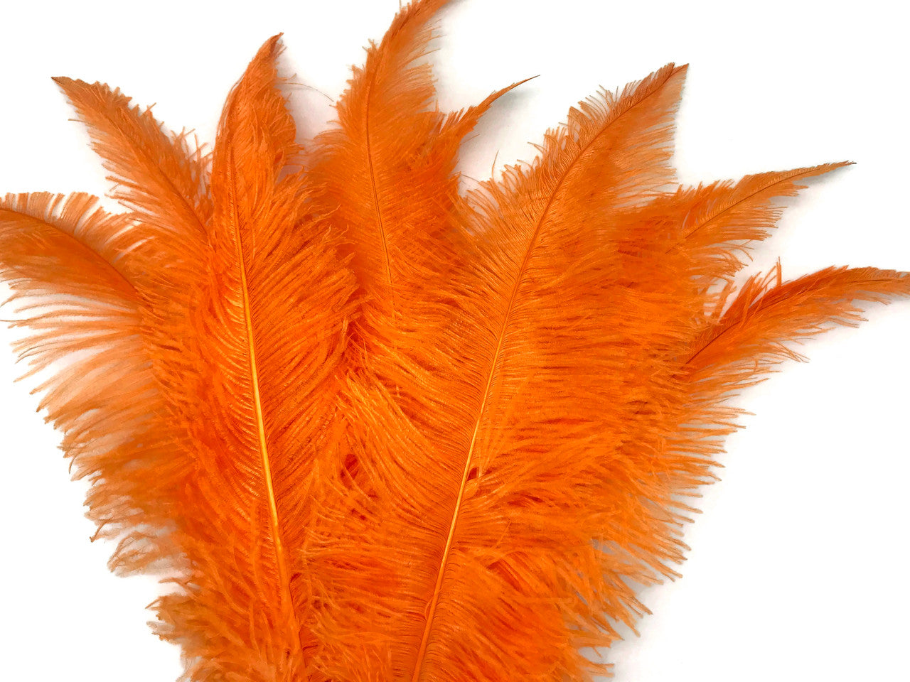 10 Pieces - 20-28" Orange Ostrich Spads Large Wing Feathers