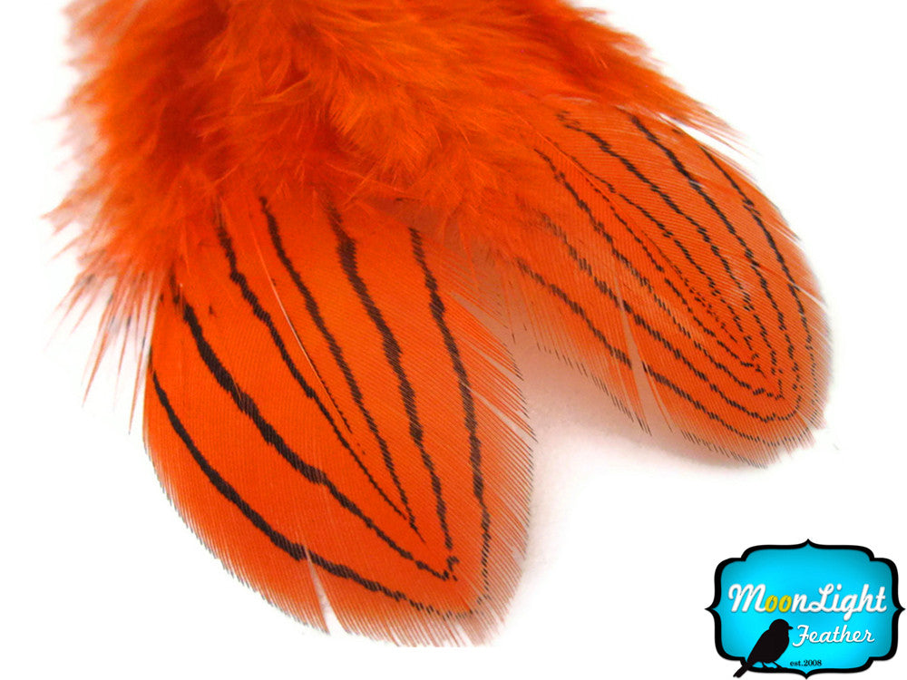 1 Dozen - Orange Silver Pheasant Plumage Feathers