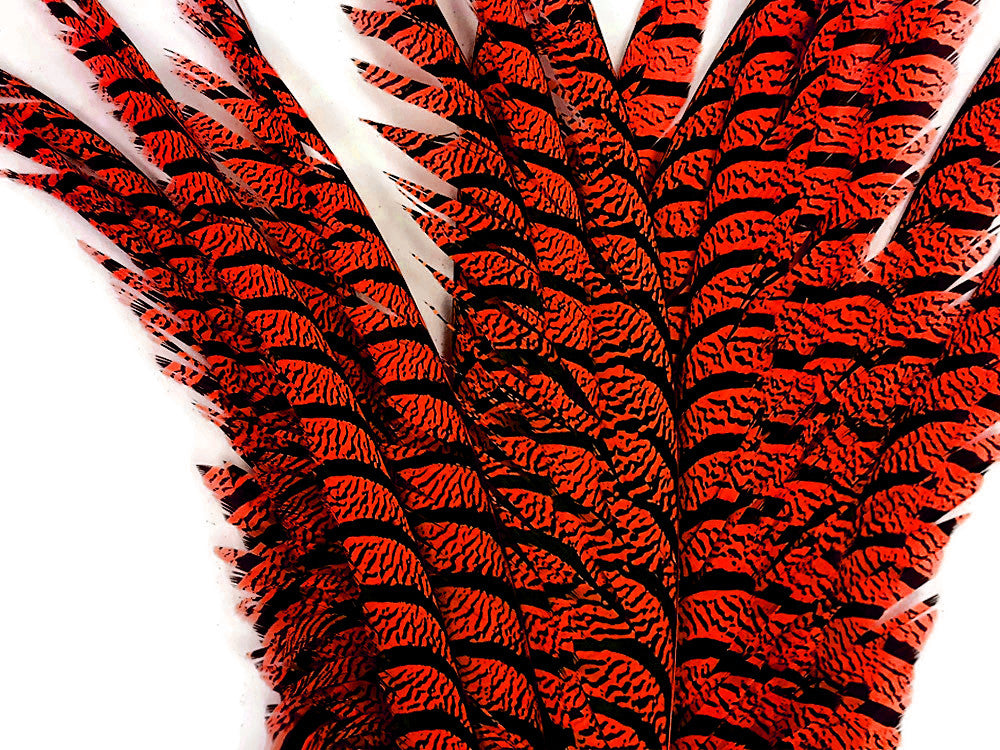 5 Pieces - 30-35" Orange Zebra Lady Amherst Pheasant Tail Super Long Feathers