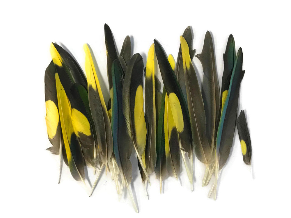 4 Pieces - Yellow, Brown & Green Mix Parakeet Wing Rare Feathers