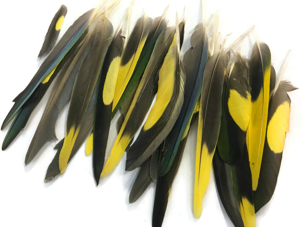 4 Pieces - Yellow, Brown & Green Mix Parakeet Wing Rare Feathers