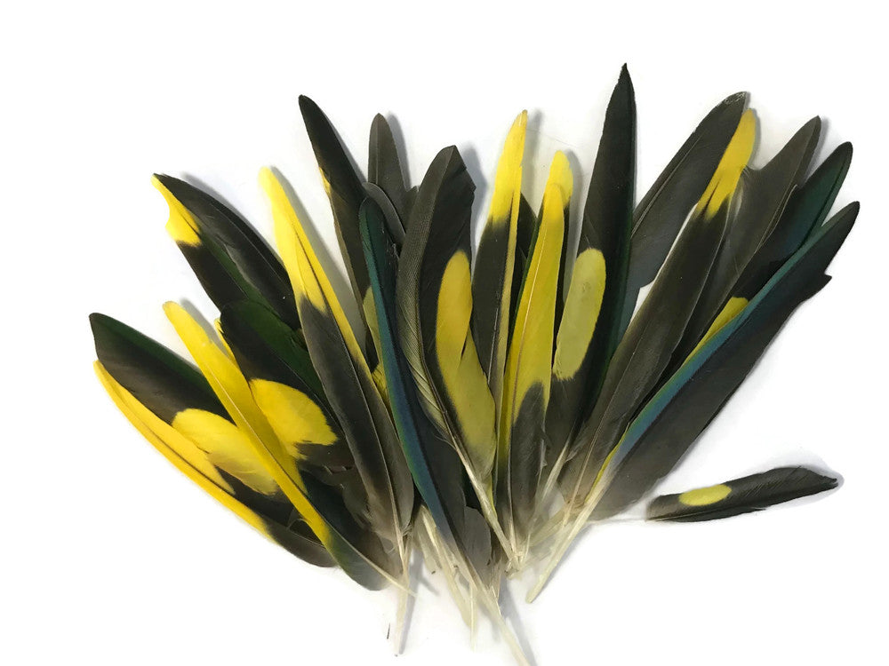 4 Pieces - Yellow, Brown & Green Mix Parakeet Wing Rare Feathers