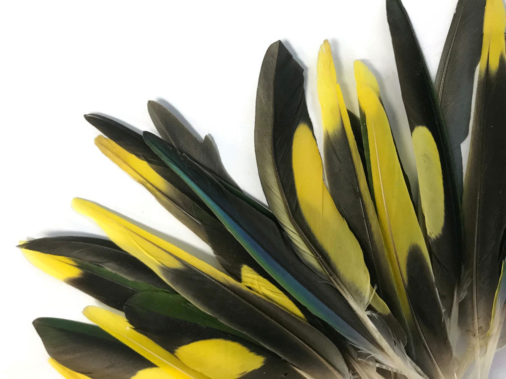 4 Pieces - Yellow, Brown & Green Mix Parakeet Wing Rare Feathers