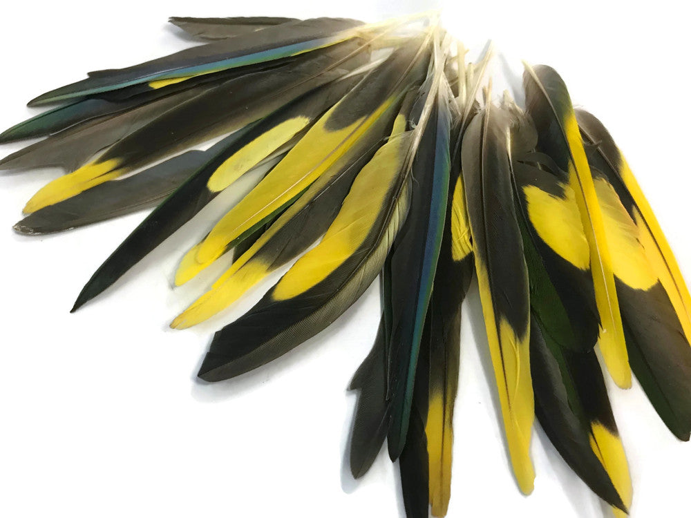 4 Pieces - Yellow, Brown & Green Mix Parakeet Wing Rare Feathers