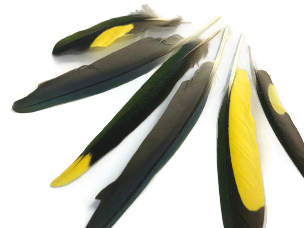 4 Pieces - Yellow, Brown & Green Mix Parakeet Wing Rare Feathers