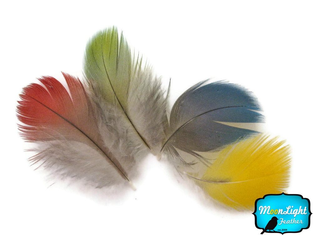 10 Pieces - Mix Mini Parrot & Macaw Body Plumage Feathers