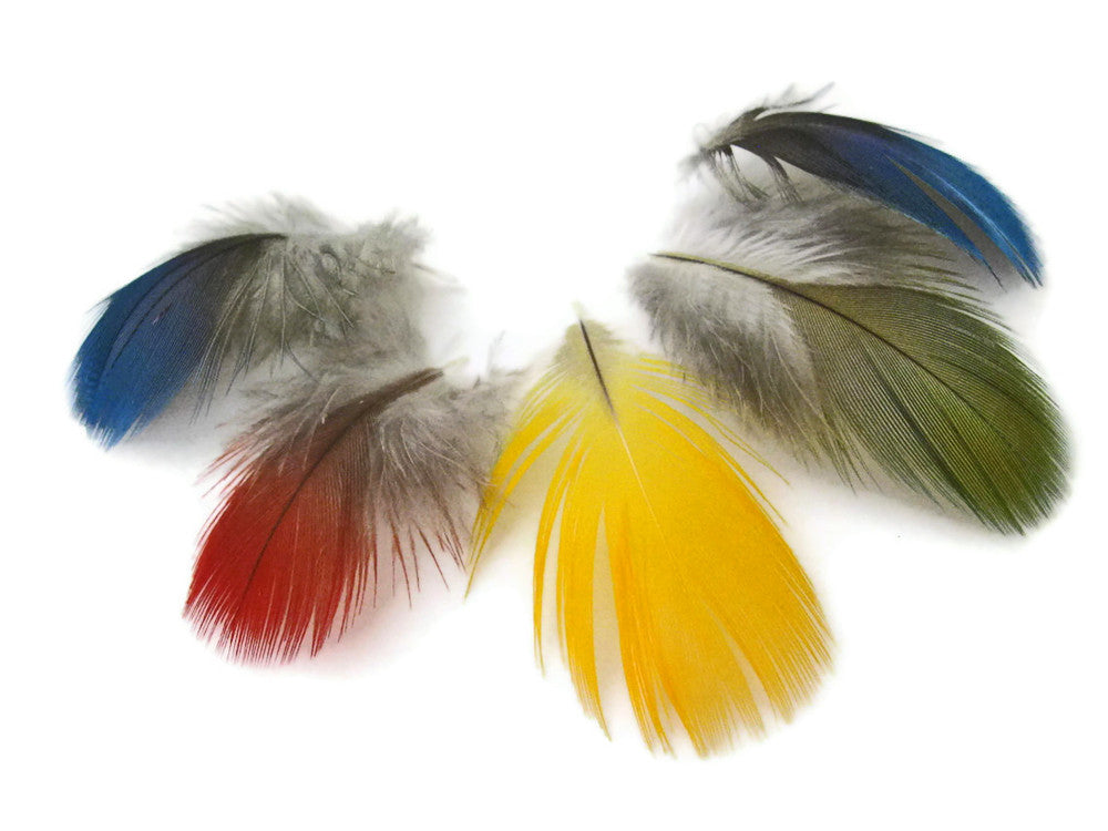 10 Pieces - Mix Mini Parrot & Macaw Body Plumage Feathers