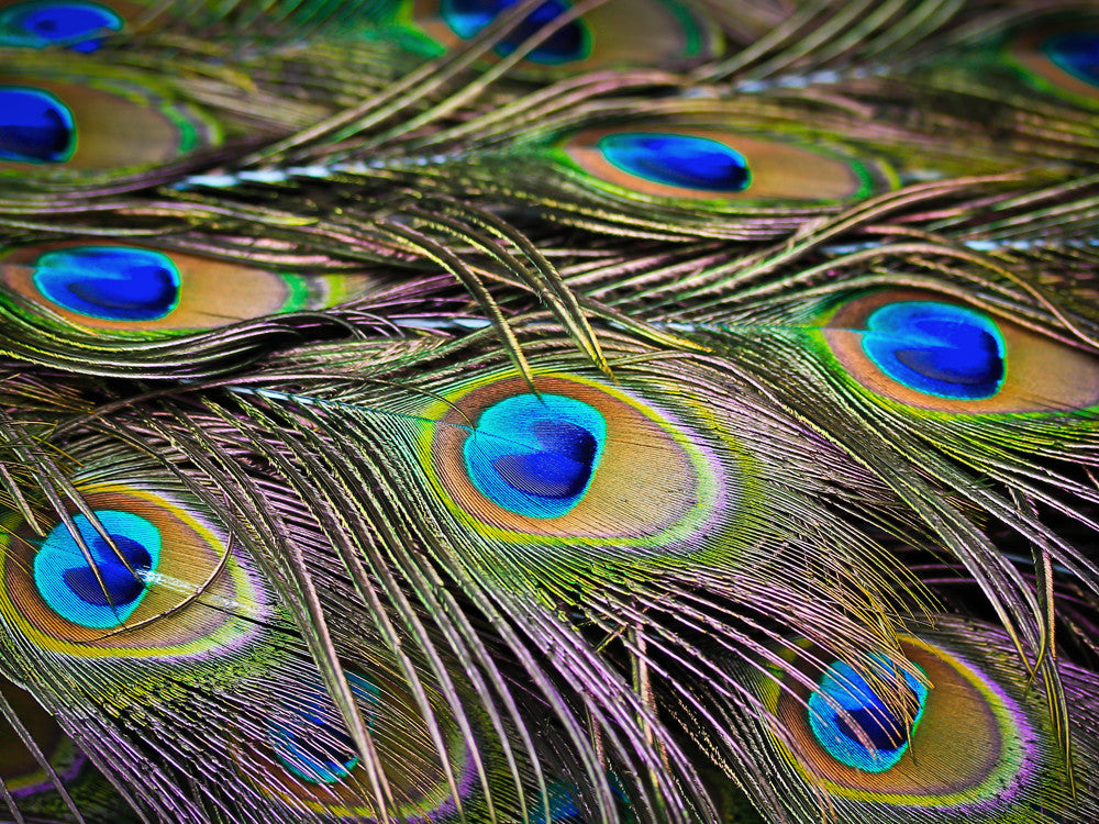 50 Pieces - 10-12" Natural Iridescent Green Peacock Tail Eye Wholesale Feathers (Bulk)