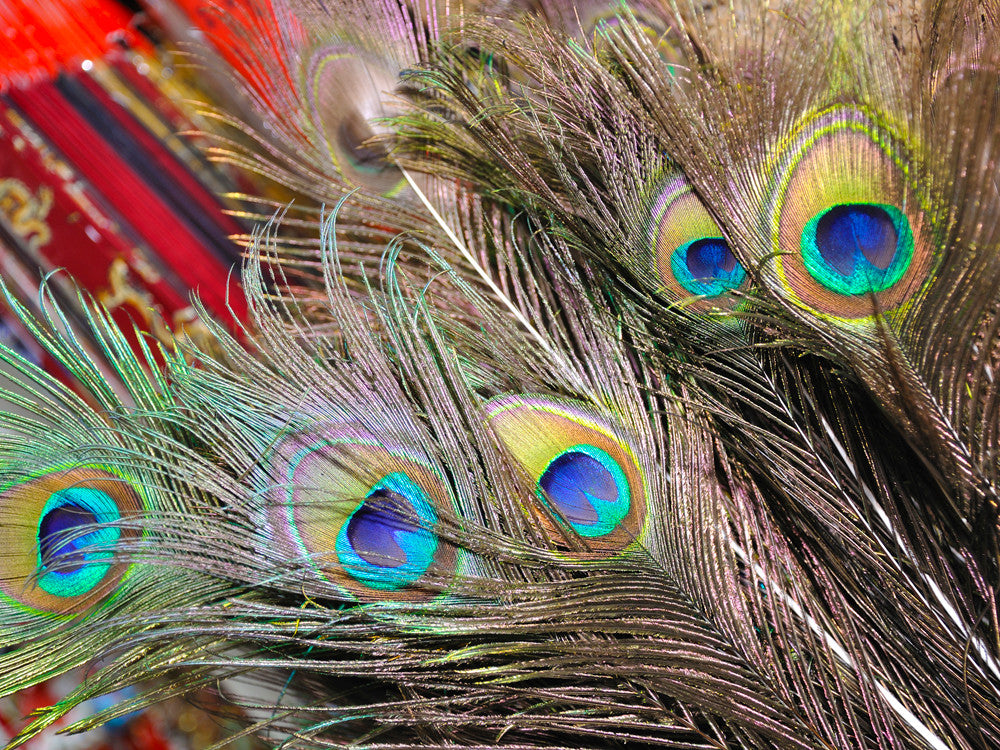 50 Pieces - 10-12" Natural Iridescent Green Peacock Tail Eye Wholesale Feathers (Bulk)